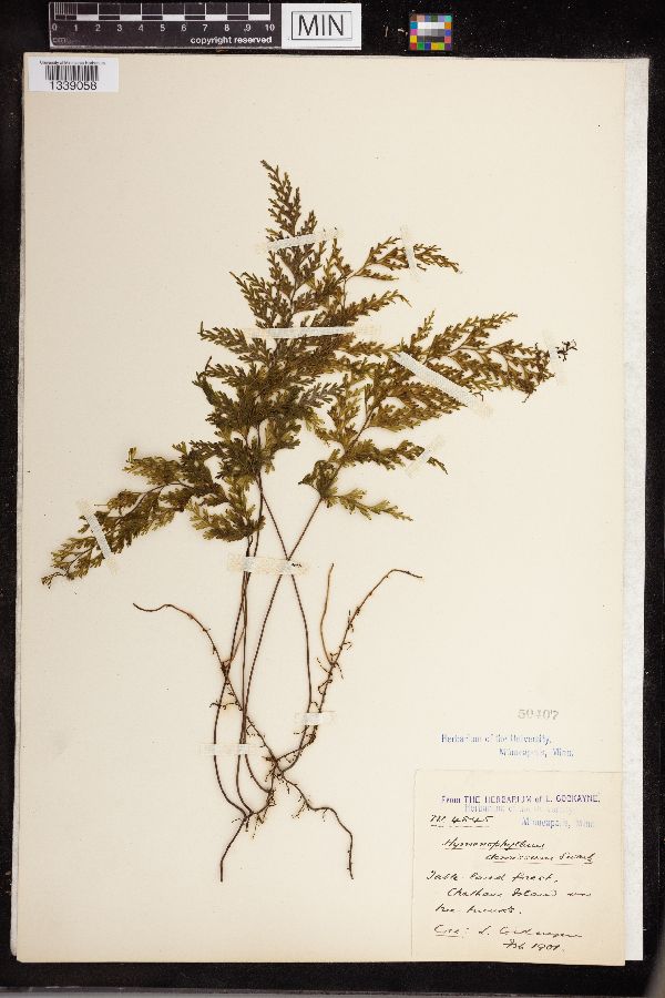 Hymenophyllum demissum image