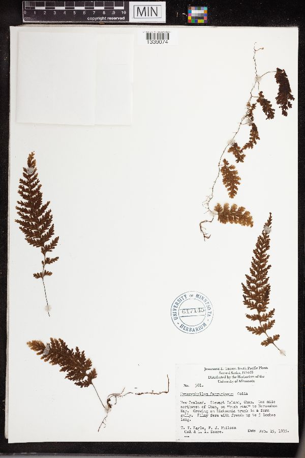 Hymenophyllum ferrugineum image