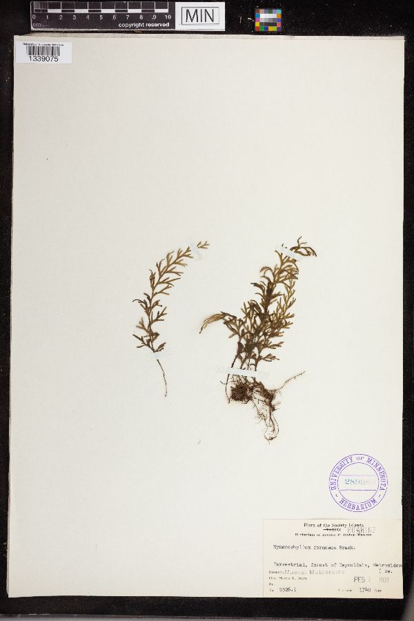 Hymenophyllum formosum image