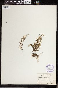 Image of Hymenophyllum formosum