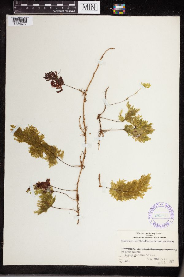 Hymenophyllum flabellatum image