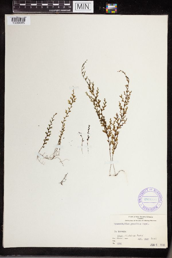 Hymenophyllum gracilius image