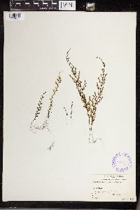 Image of Hymenophyllum gracilius