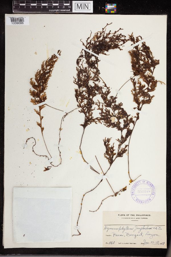 Hymenophyllum junghuhnii image