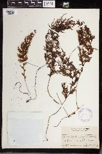 Image of Hymenophyllum junghuhnii