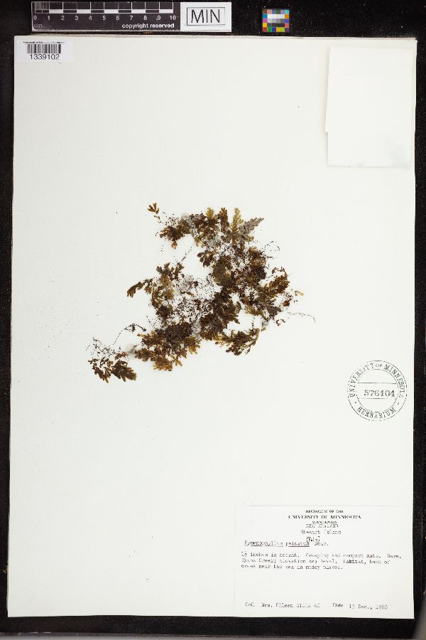 Hymenophyllum peltatum image