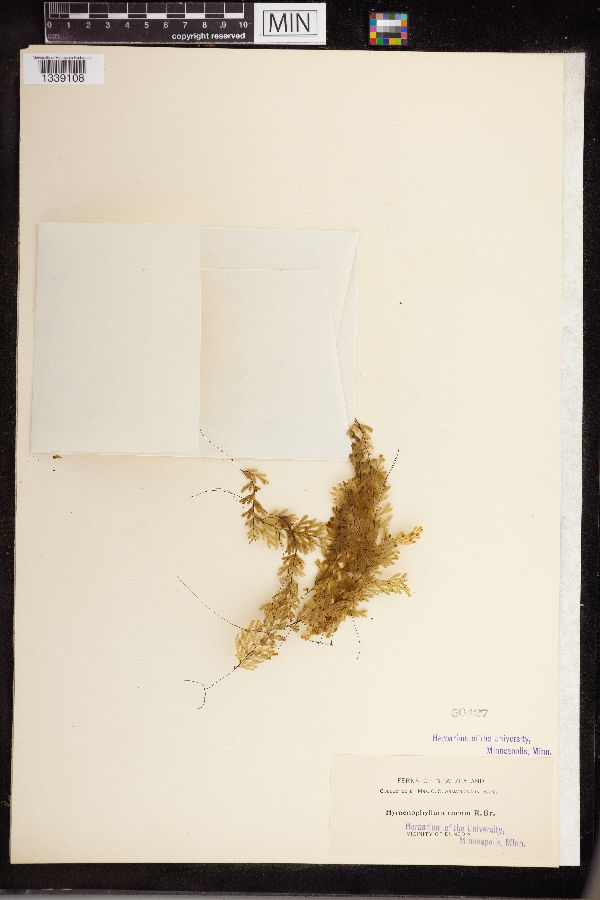 Hymenophyllum rarum image