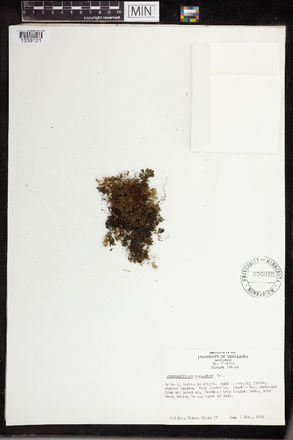 Hymenophyllum revolutum image