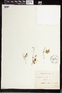 Hymenophyllum rufescens image