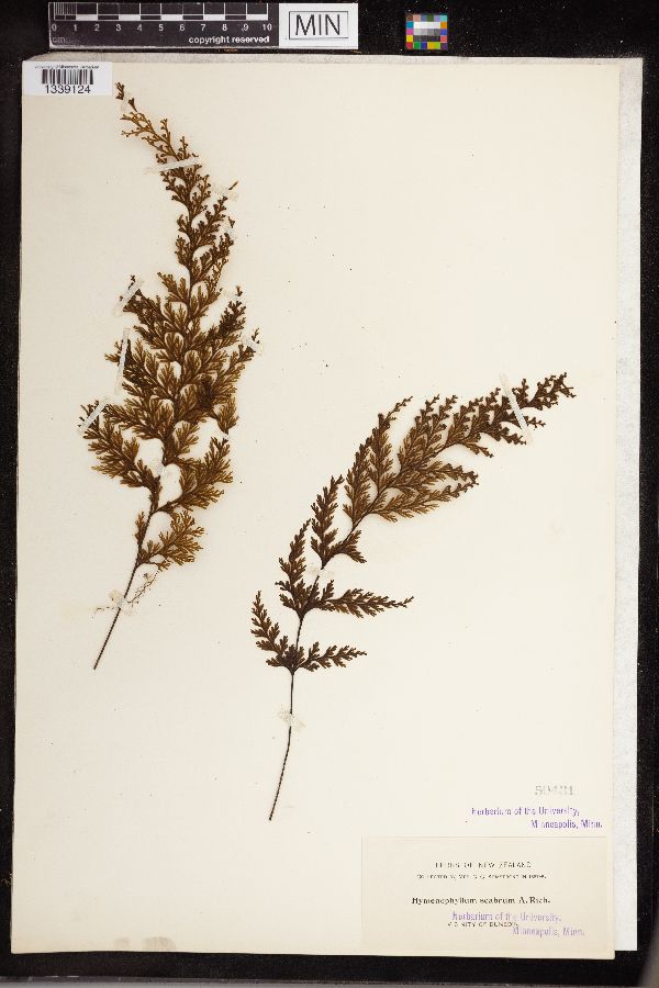 Hymenophyllum scabrum image