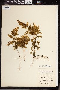 Hymenophyllum scabrum image