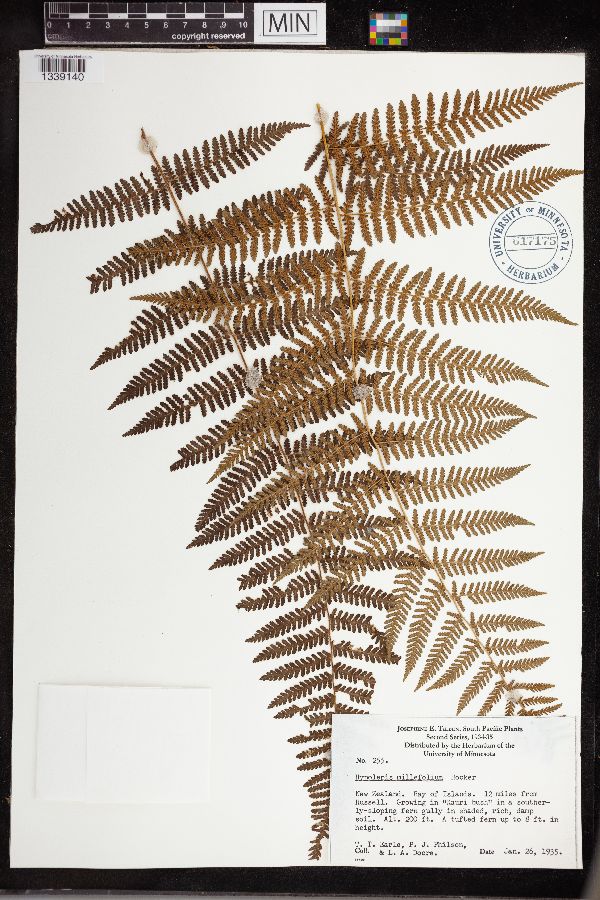Hypolepis millefolium image