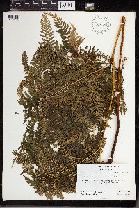 Hypolepis tenuifolia image