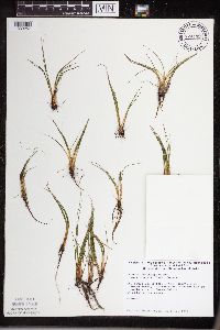 Isoetes echinospora image