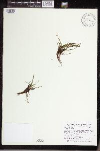 Isoëtes echinospora image
