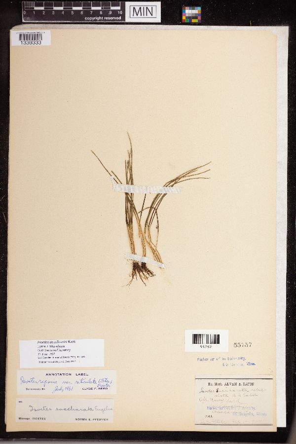 Isoëtes acadiensis image