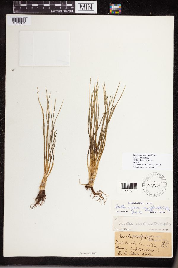 Isoëtes acadiensis image