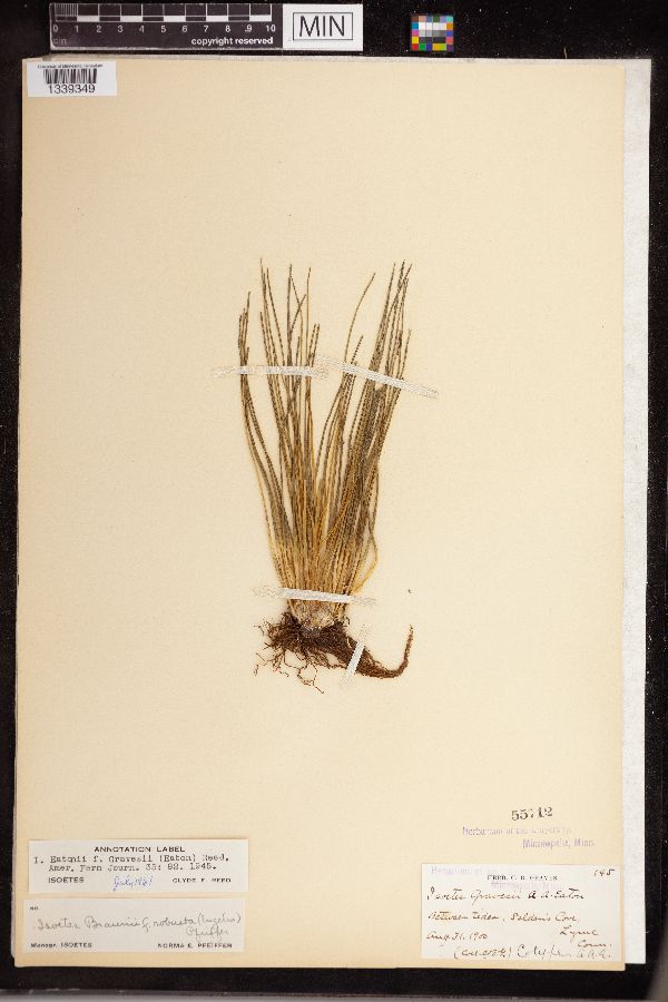 Isoetes eatonii image