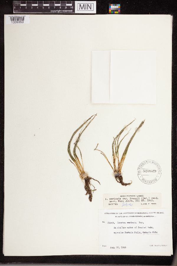 Isoëtes echinospora image