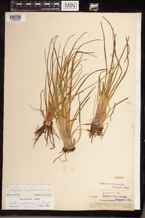 Isoëtes engelmannii image