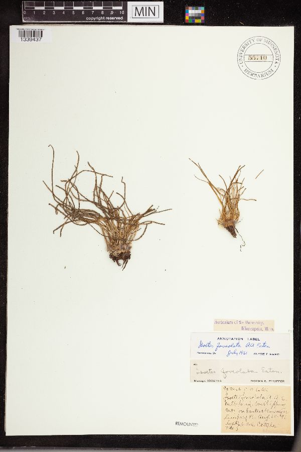 Isoetes x foveolata image