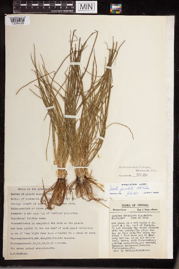 Isoetes x foveolata image