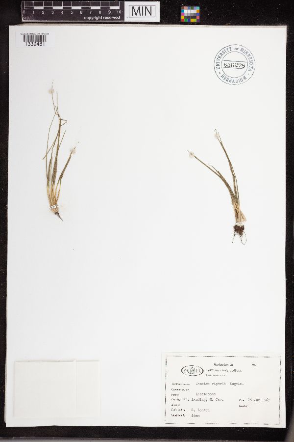 Isoetes riparia image