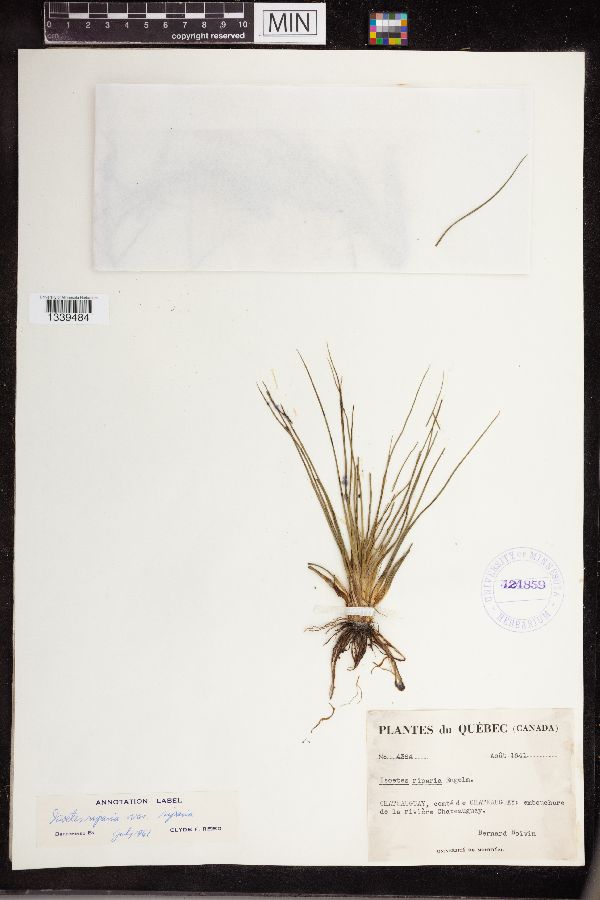 Isoëtes riparia image