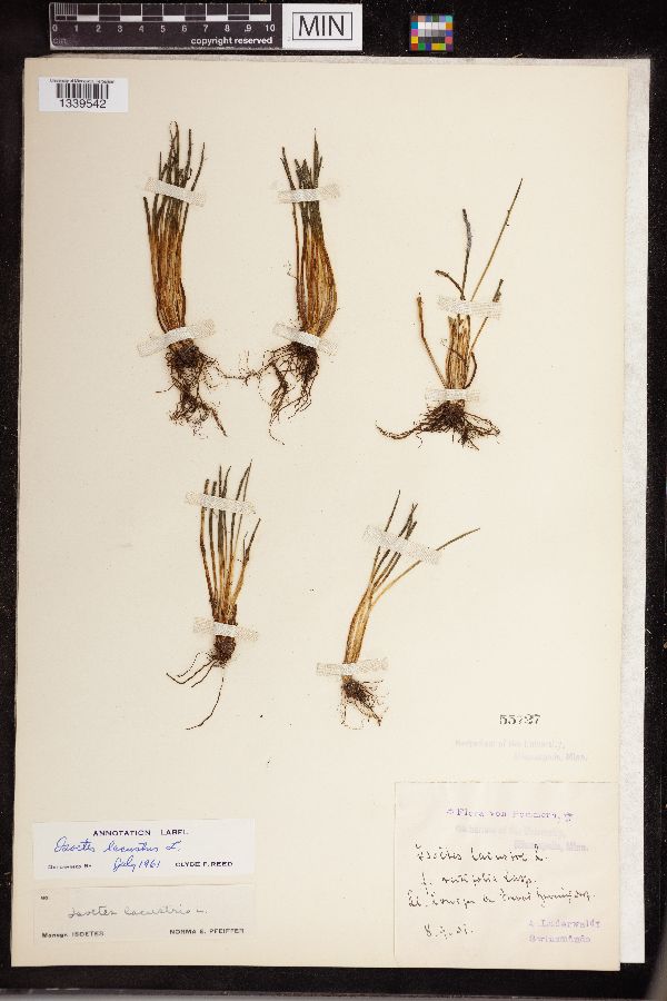 Isoëtes lacustris image