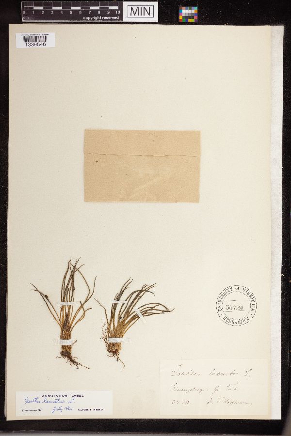 Isoëtes lacustris image