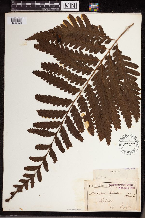 Leptochilus image