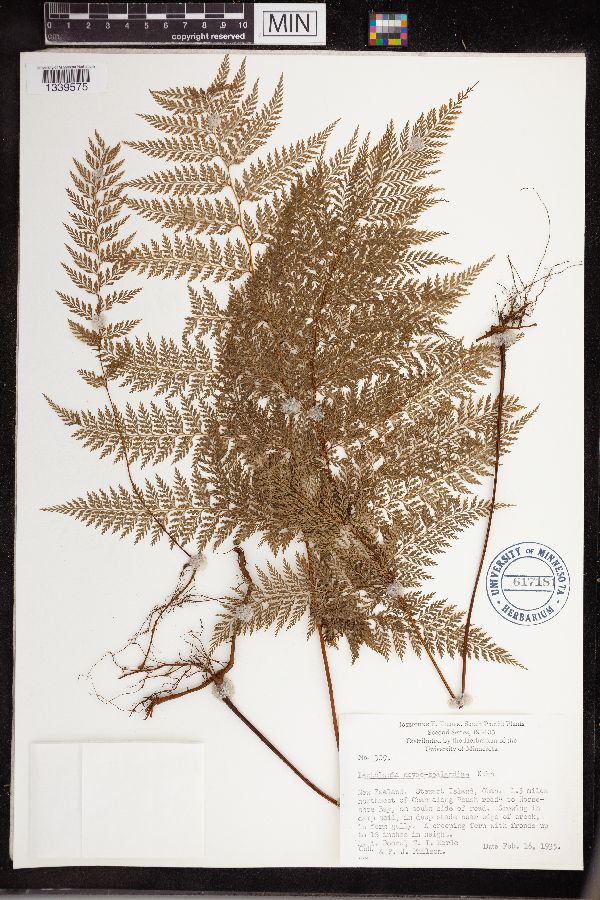 Leptolepia novae-zealandiae image