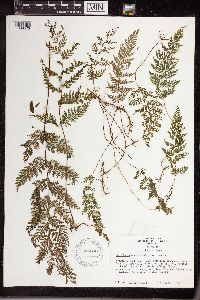 Leptolepia novae-zealandiae image