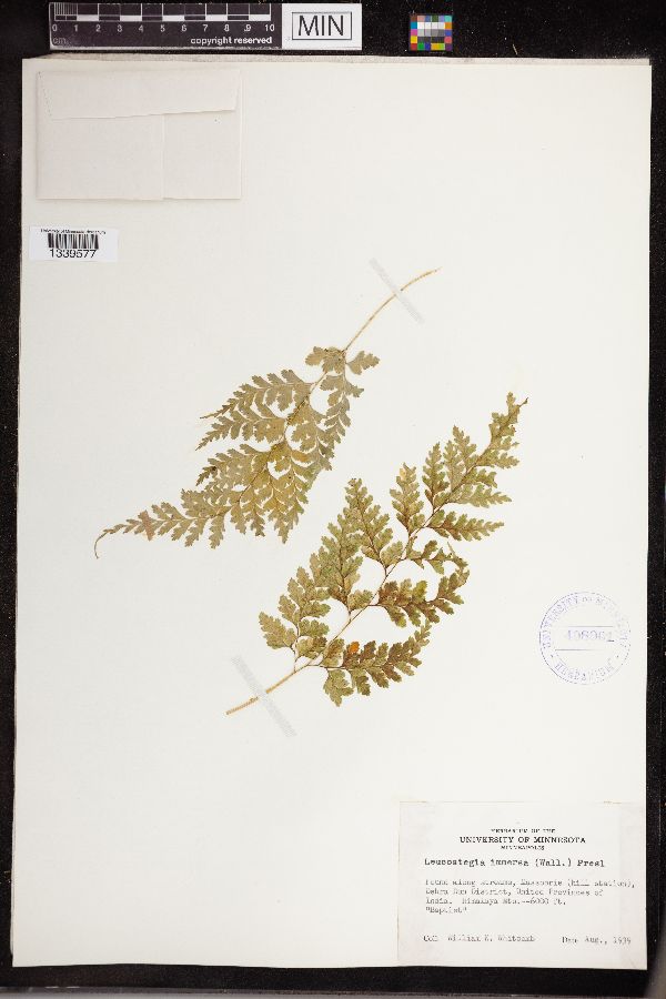 Leucostegia immersa image