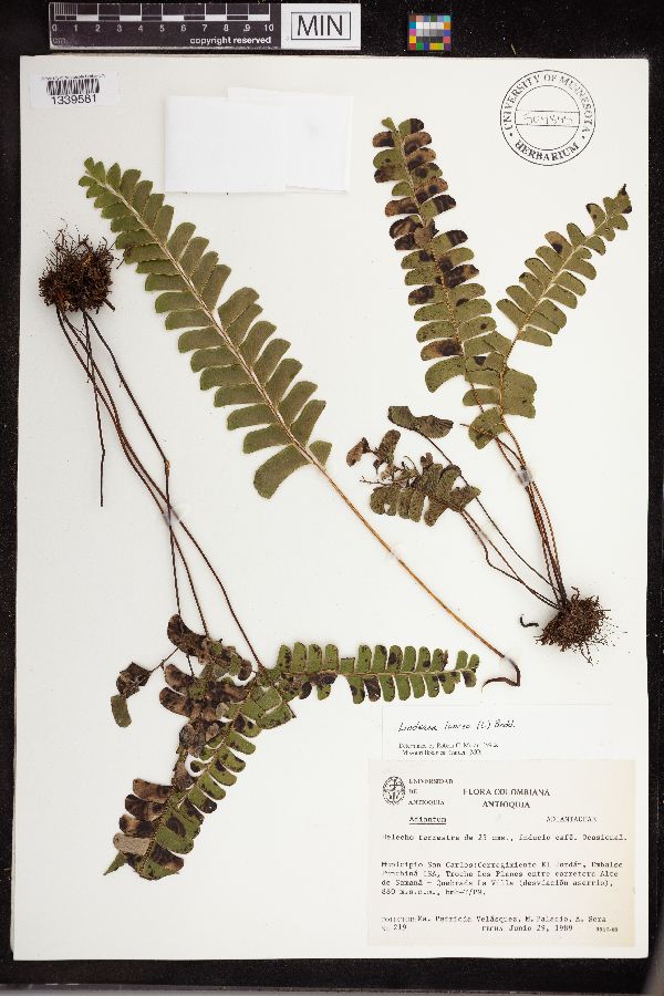 Lindsaea lancea image