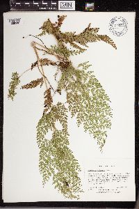 Image of Lindsaea cultrata