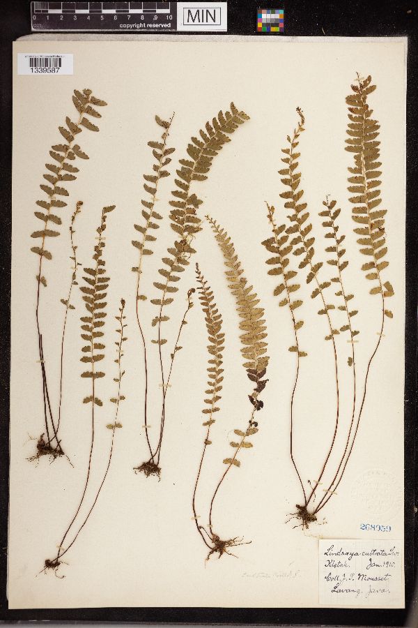 Lindsaea cultrata image