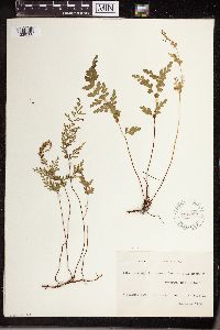 Image of Lindsaea cuneata