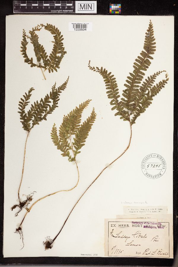 Lindsaea decomposita image
