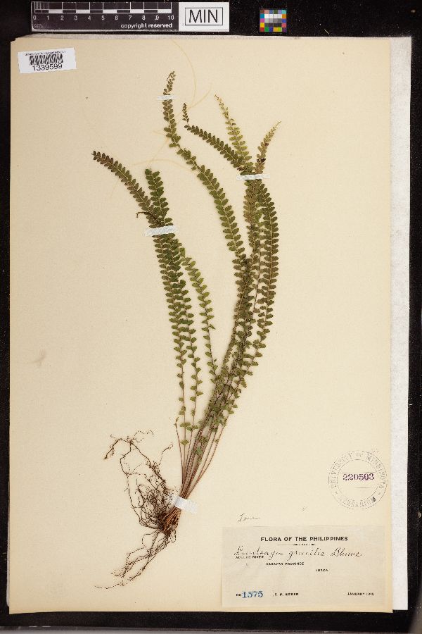 Lindsaea gracilis image