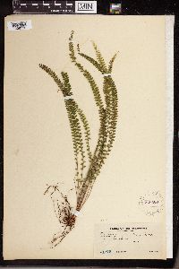 Image of Lindsaea gracilis