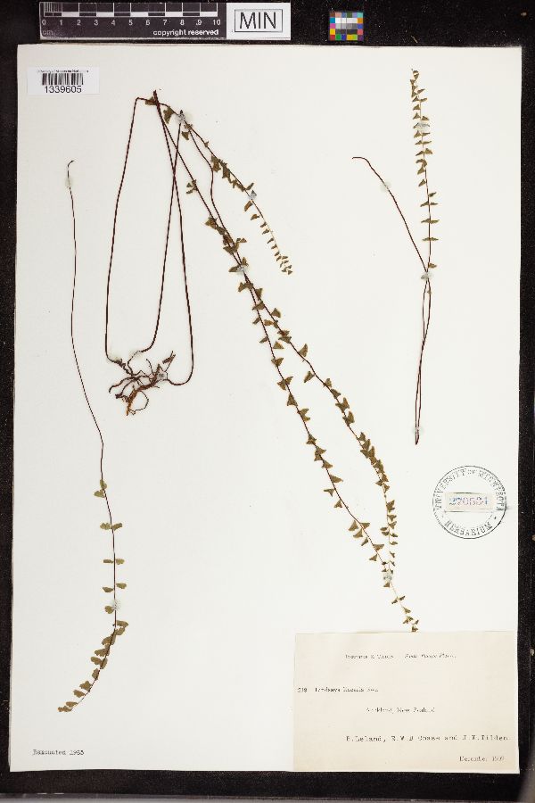 Lindsaea linearis image