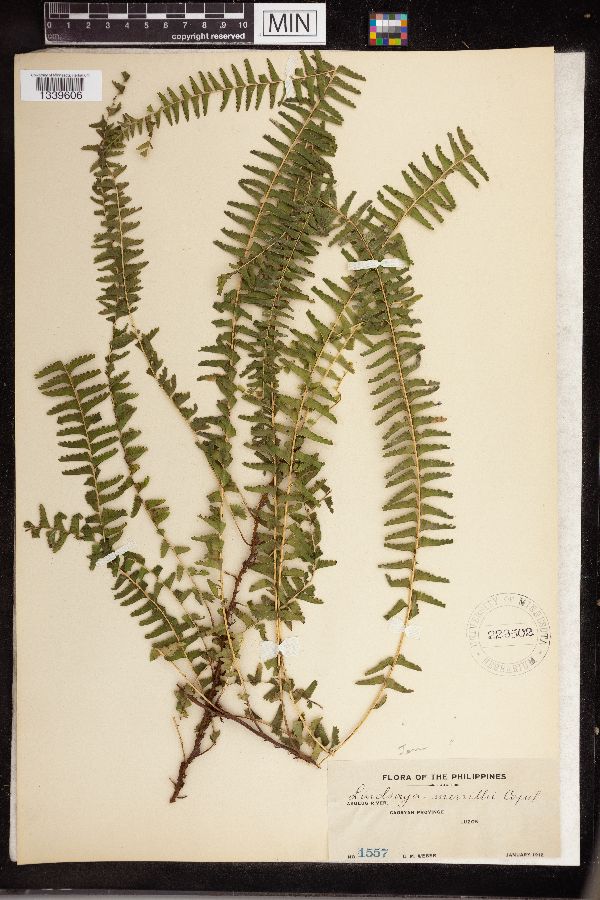 Lindsaea merrillii image