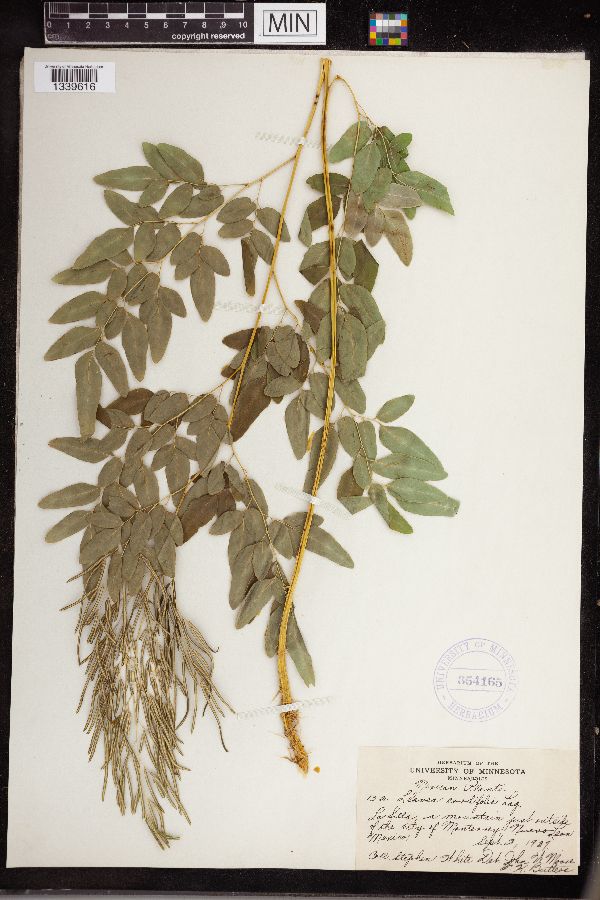 Llavea cordifolia image