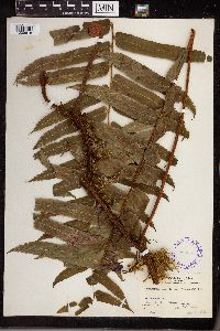 Lomagramma sorbifolia image