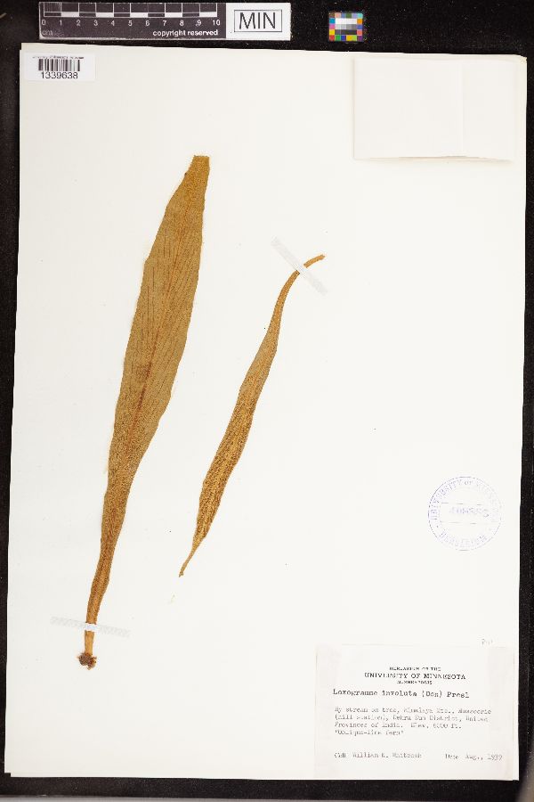 Loxogramme involuta image
