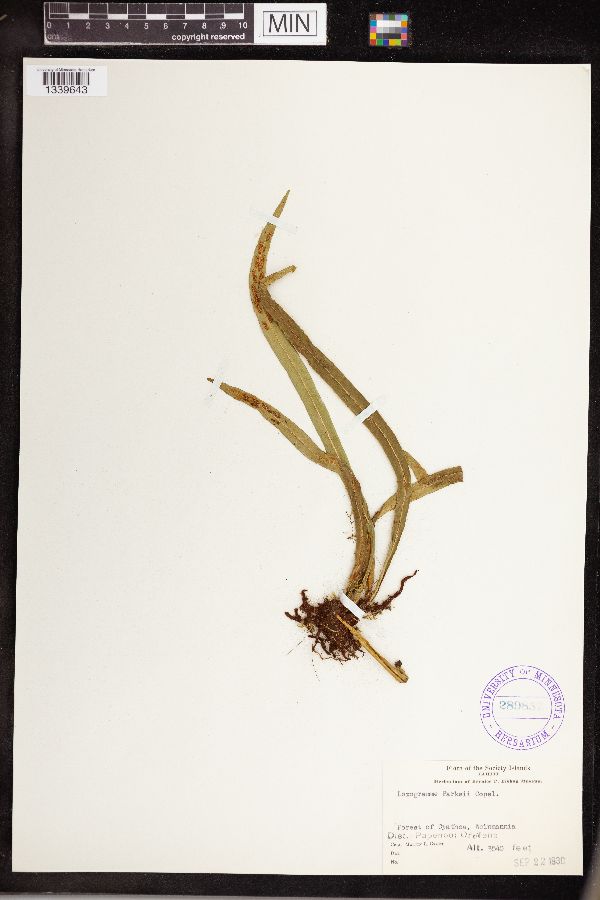 Loxogramme parksii image