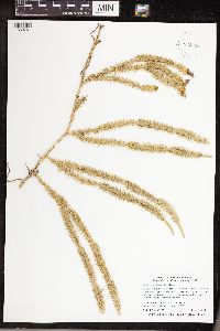 Spinulum annotinum subsp. annotinum image