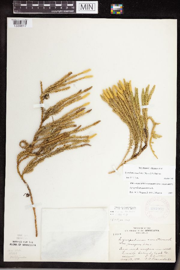 Spinulum canadense image