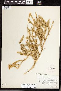 Lycopodium clavatum image